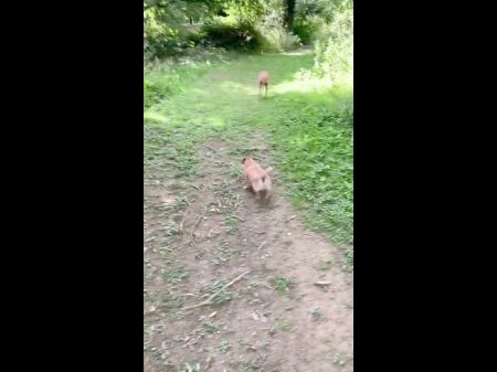 Assfuck On A Dog Walk: Free Mid-aged Hd Pornography Vid -
